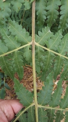 Blotiella