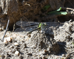 Ophiogomphus cecilia