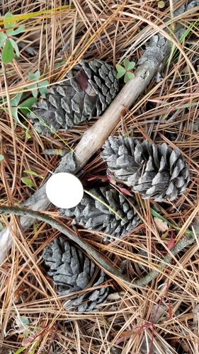 Image of Pinus lawsonii by (c) Alan Rockefeller, some rights reserved (CC BY)