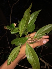 Cryptocarya triplinervis pubens