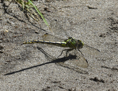 Ophiogomphus cecilia