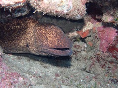 Gymnothorax flavimarginatus