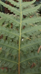 Blotiella