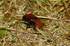 Bombus morawitzi