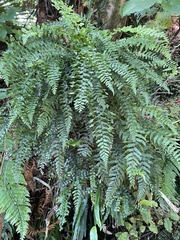 Blechnum filiforme