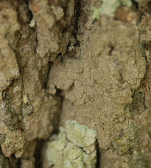 Dendrographa decolorans