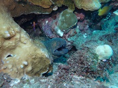 Gymnothorax flavimarginatus