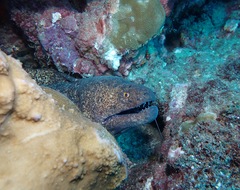 Gymnothorax flavimarginatus