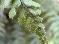 Blechnum filiforme