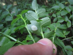 Exobasidium arescens