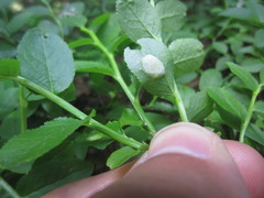 Exobasidium arescens