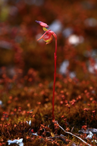 Image of Caleana gracilicordata by (c) Hugo Innes, some rights reserved (CC BY)