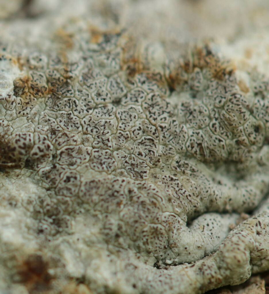 Enterographa crassa