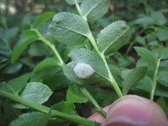 Exobasidium arescens