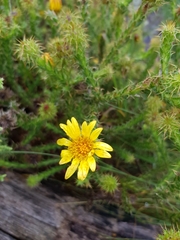 Cullumia reticulata