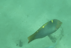 Halichoeres hortulanus