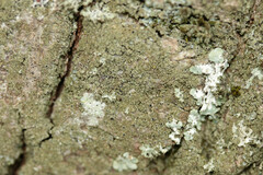 Hyperphyscia adglutinata