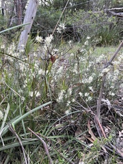 Hakea microcarpa