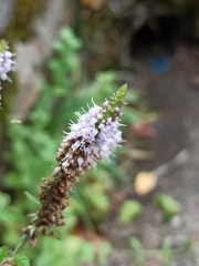Mentha longifolia