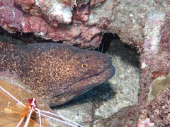 Gymnothorax flavimarginatus