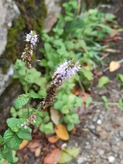 Mentha longifolia