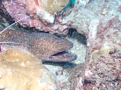 Gymnothorax flavimarginatus