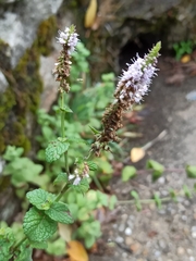 Mentha longifolia