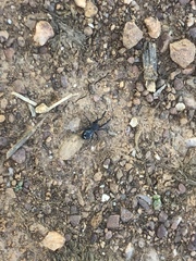Liophrurillus flavitarsis