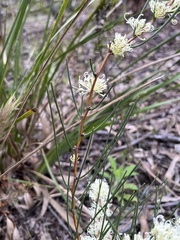 Hakea microcarpa