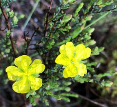 Hibbertia devitata
