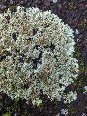 Xanthoparmelia conspersa