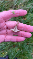 Clitocybe fragrans