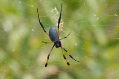 Trichonephila inaurata inaurata