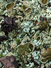 Xanthoparmelia conspersa