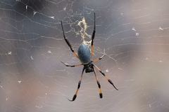 Trichonephila inaurata inaurata