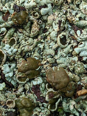 Xanthoparmelia conspersa