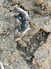 Arthurdendyus triangulatus