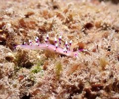 Coryphellina exoptata