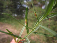 Puccinia ptarmicae