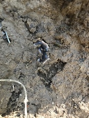 Arthurdendyus triangulatus