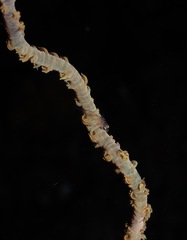 Cirrhipathes