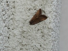 Galgula partita