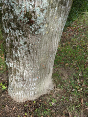 Hyperphyscia adglutinata