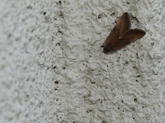 Galgula partita