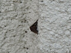 Galgula partita