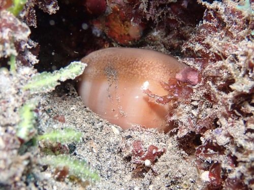 Lyncina sulcidentata observed 2022-10-22