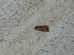 Galgula partita