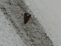 Galgula partita