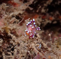 Coryphellina exoptata