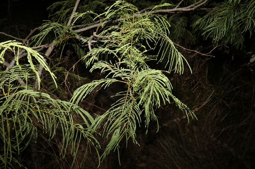 Image of Falcataria toona by (c) Greg Tasney, some rights reserved (CC BY-SA)
